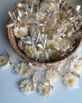 Scented Daisy Candle - Pack of 6