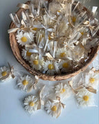 Scented Daisy Candle - Pack of 6
